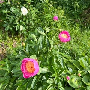 Meet your Posher, Annie